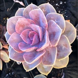 Meet your Posher, Brenda